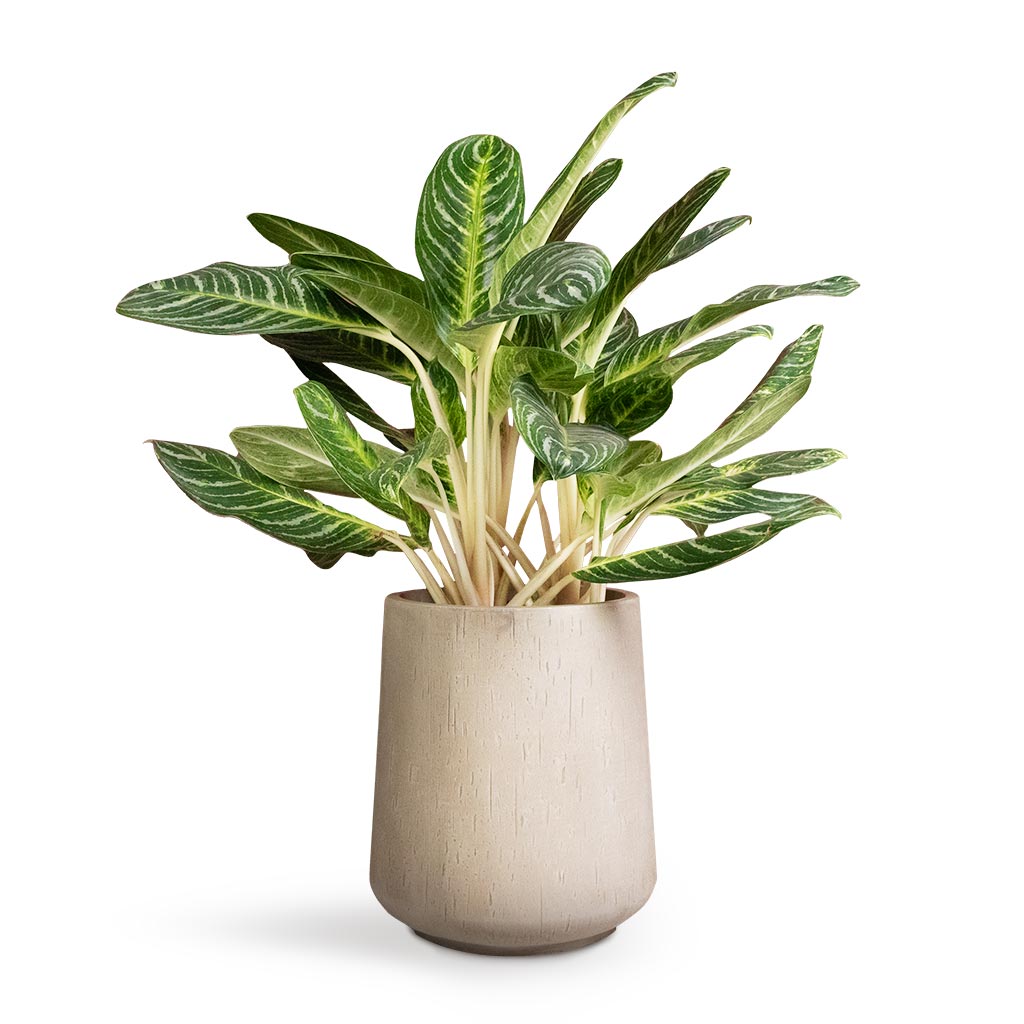 Raindrop Tube High Round Planter - Large Plant Display