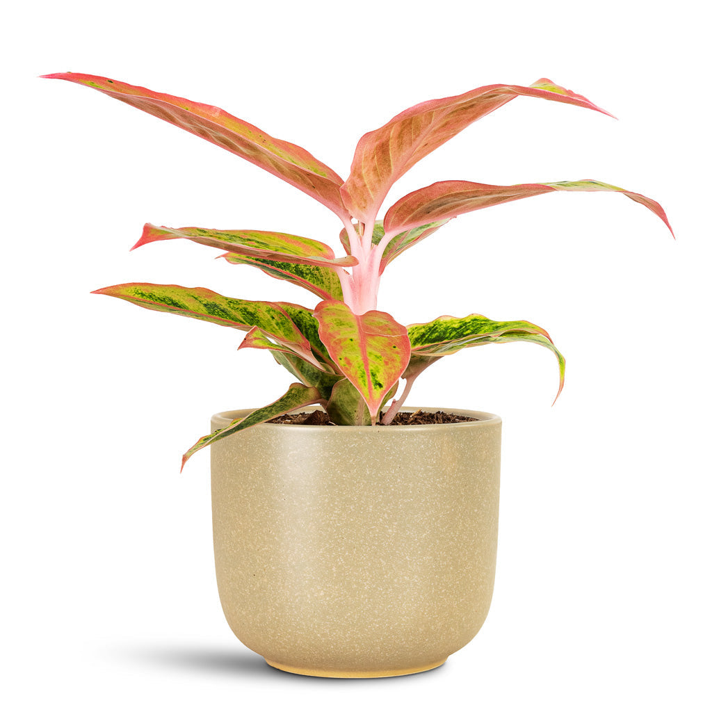 Nine Plant Pot - Concrete