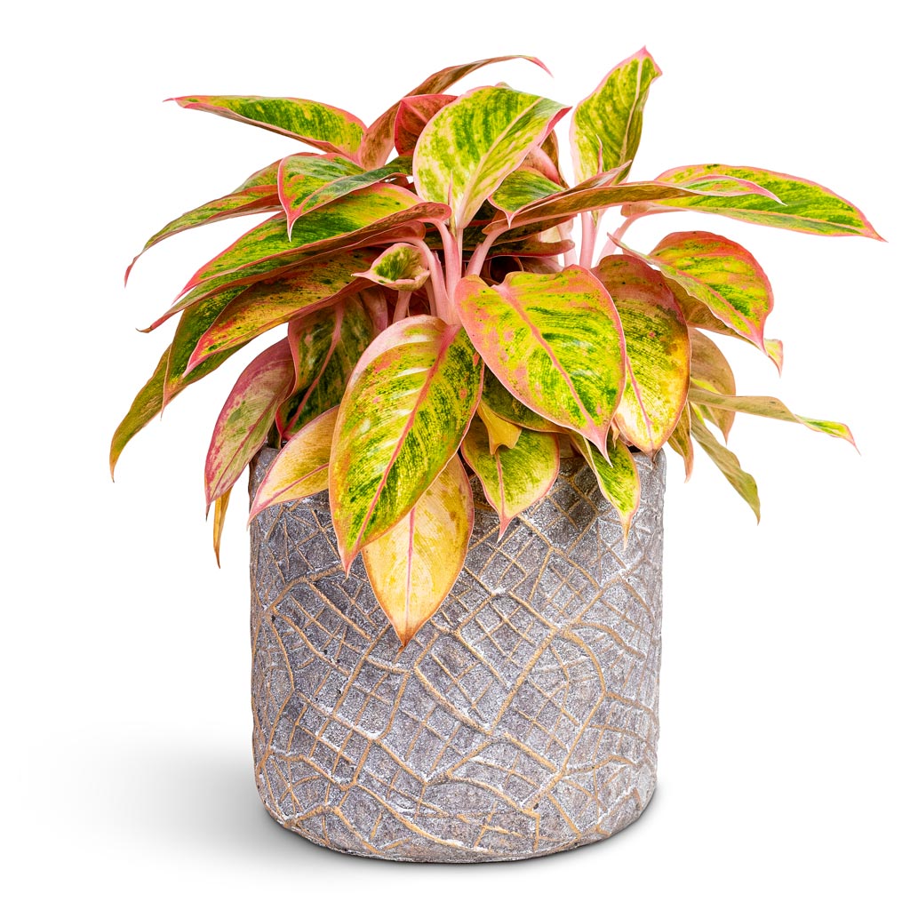 Aglaonema Salmon Fantasy - Chinese Evergreen