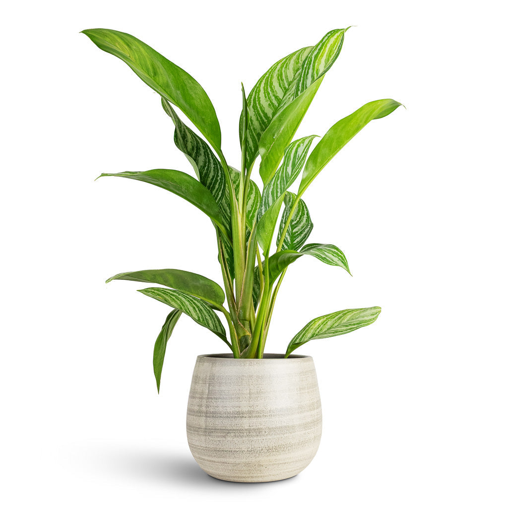 Esra Plant Pot - Concrete