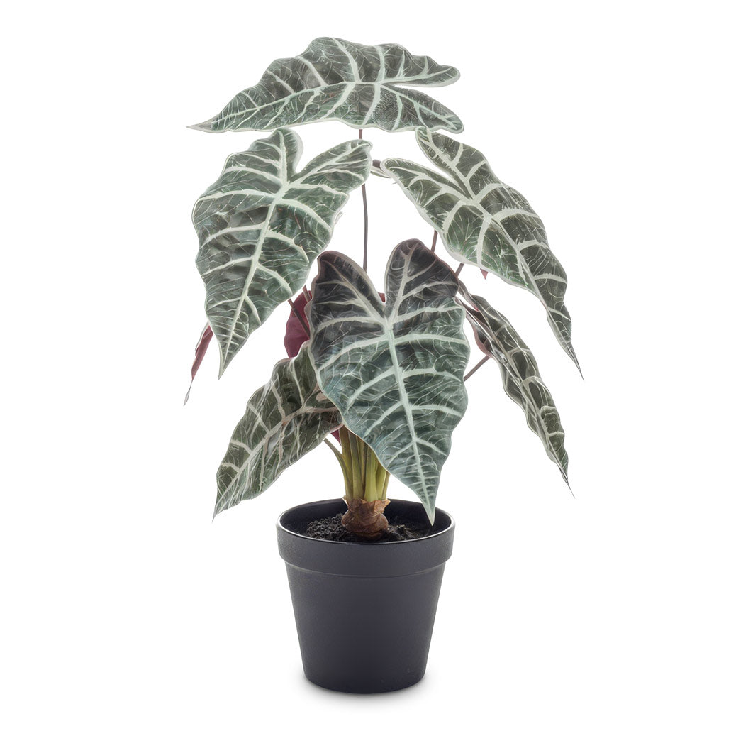 Alocasia Polly - Elephant Ear - Potted - Artificial