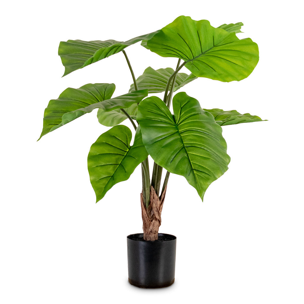 Alocasia Portodora - Upright Elephant Ear - Potted - Artificial