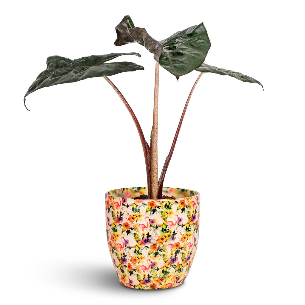 Monza Plant Pot - Floral Flamingo