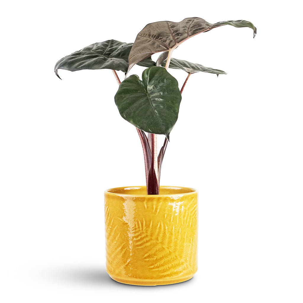 Orla Fern Plant Pot - Mustard