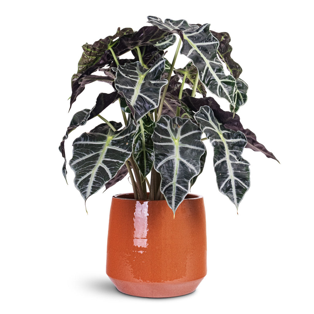 Common Plant Pot - Shiny Brick