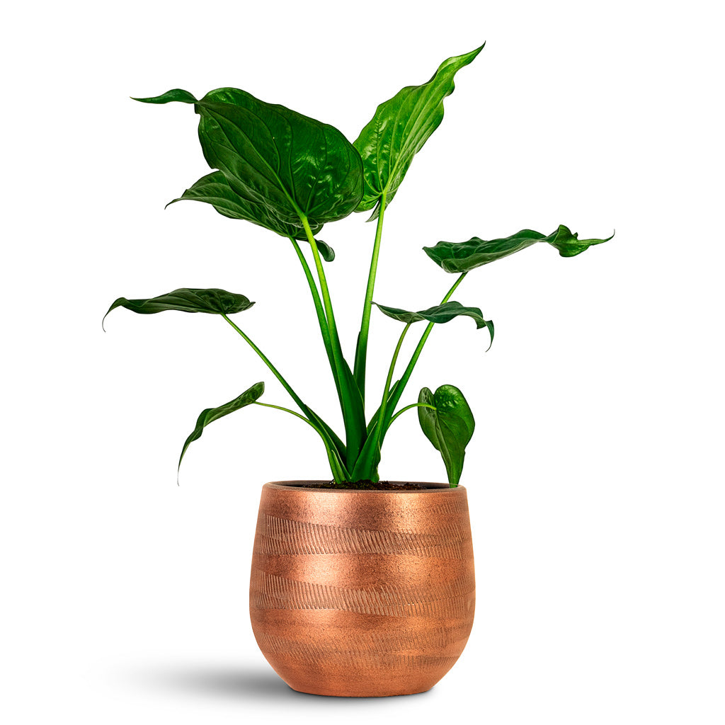 Joey Plant Pot - Shiny Copper