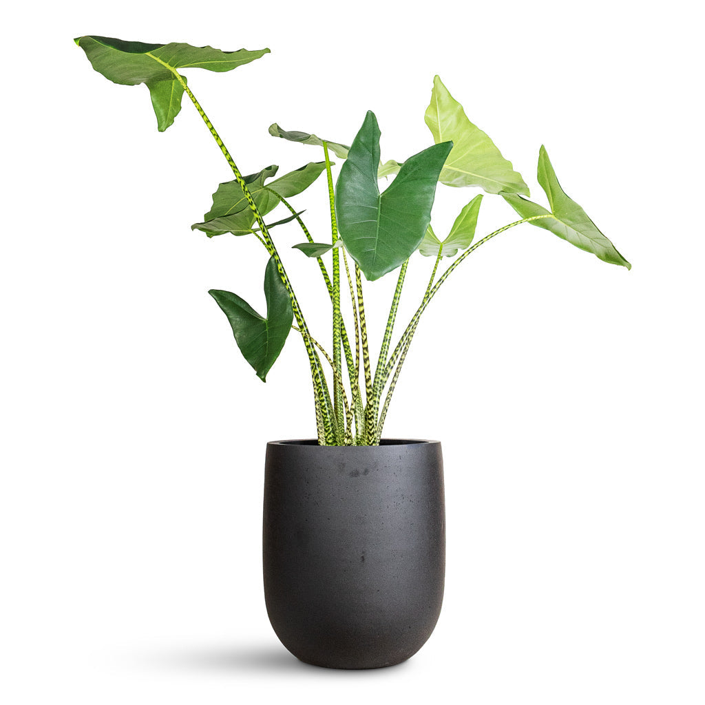 Grigio Tall Egg Pot - Large Plant Display