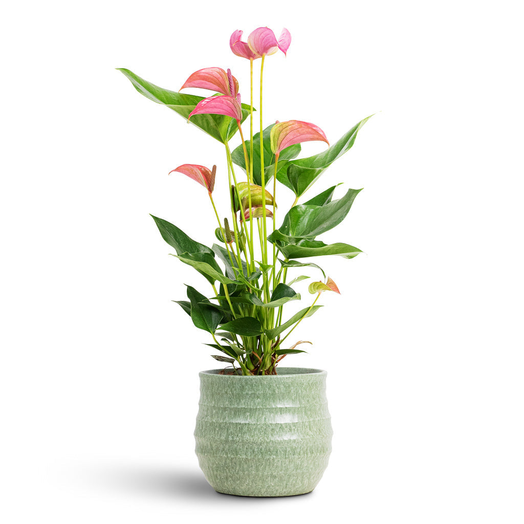Devon Plant Pot - Olive Honeycomb
