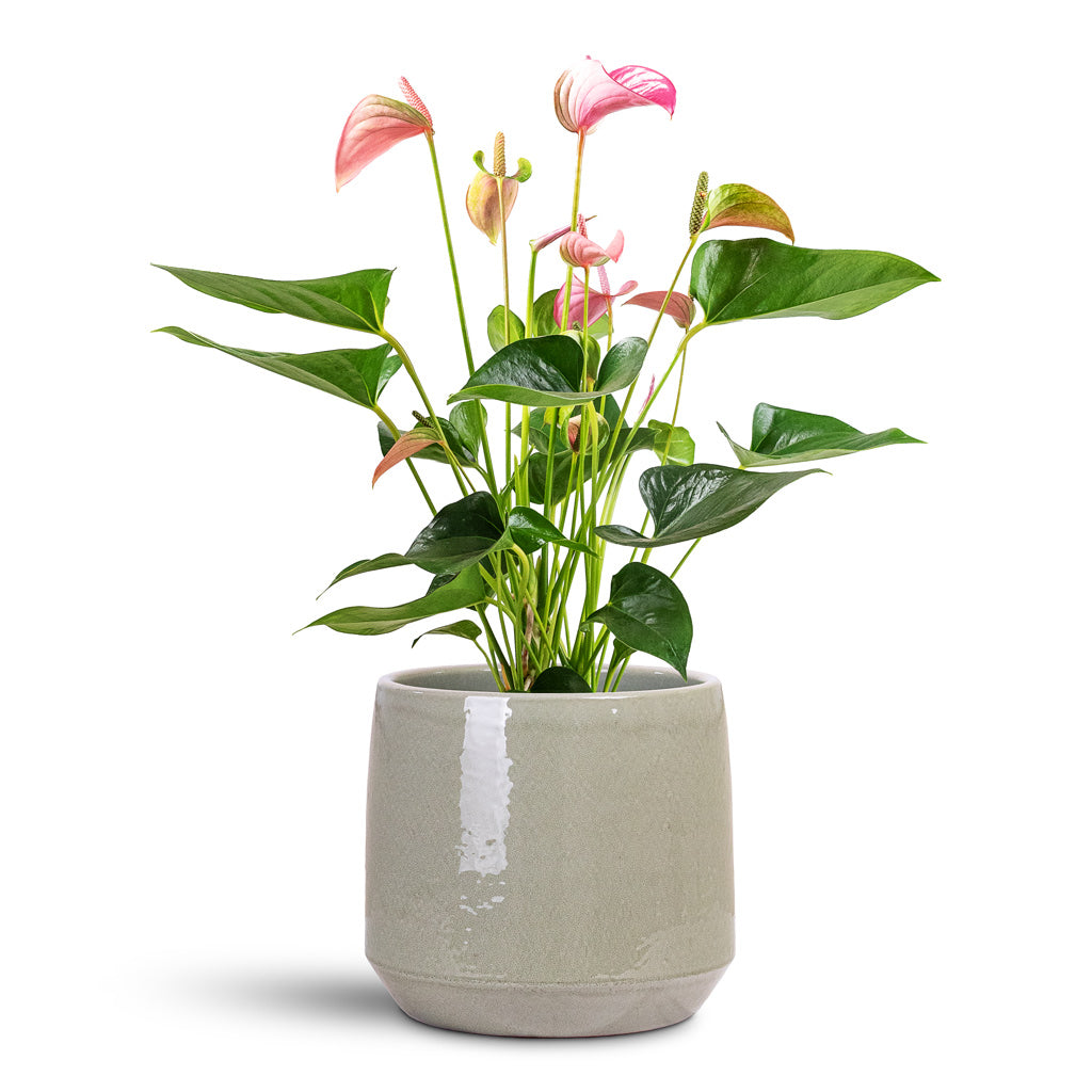 Common Plant Pot - Shiny Olive