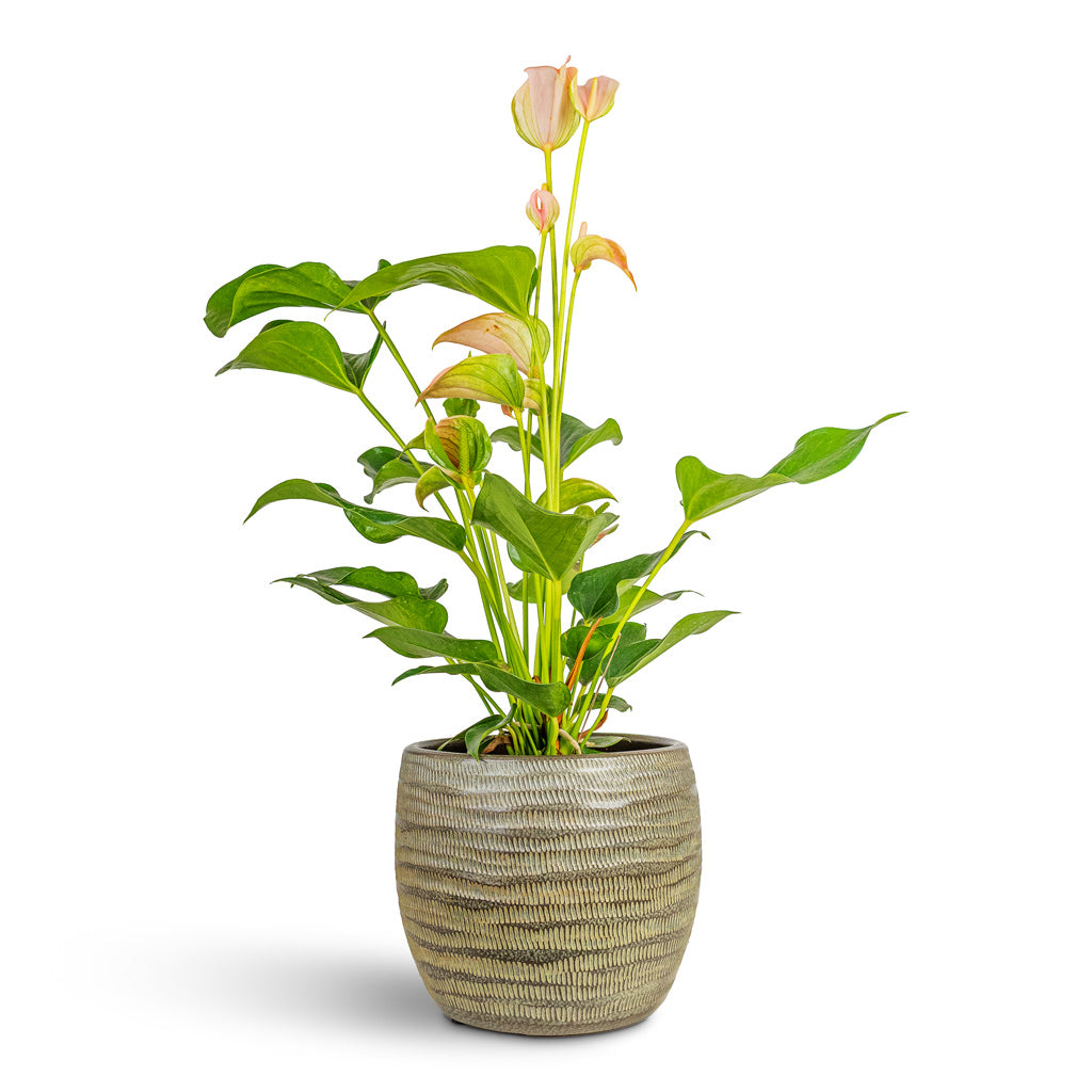 Manuel Plant Pot - Shiny Thyme