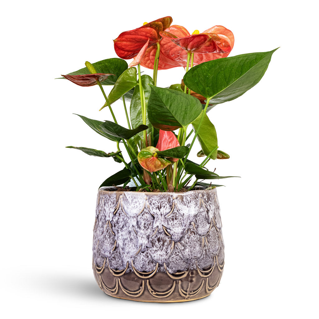 Anthurium - Flamingo Flower - Orange Champion