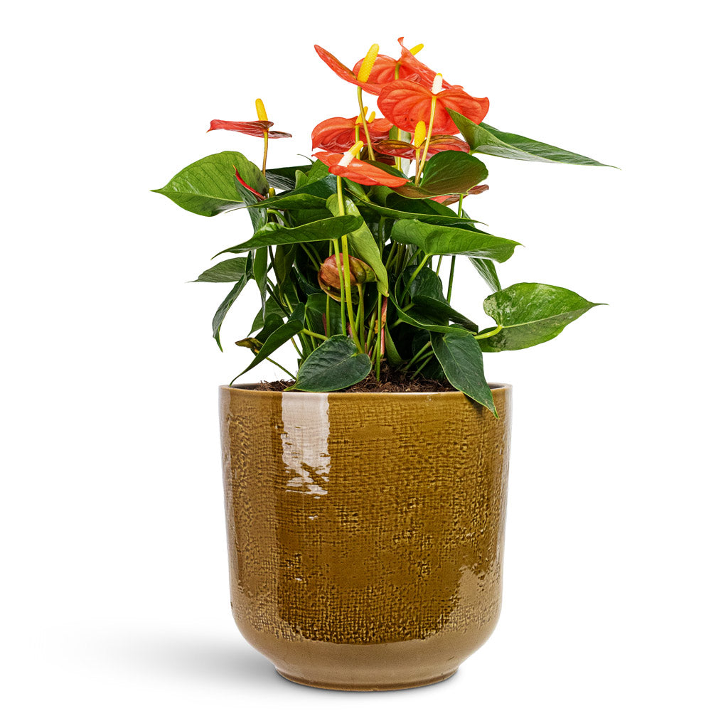 Anthurium - Flamingo Flower - Orange Champion