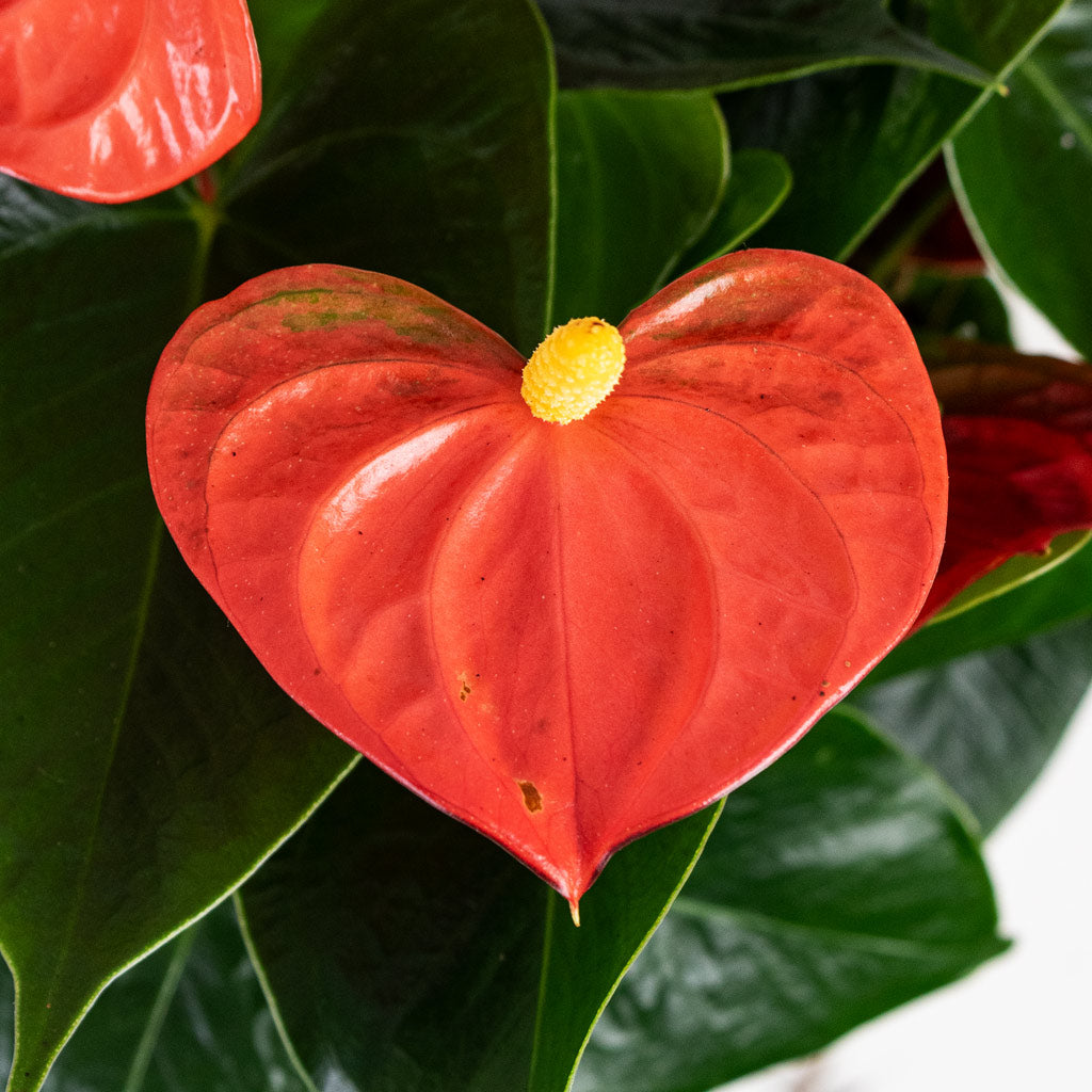 Anthurium - Flamingo Flower - Orange Champion