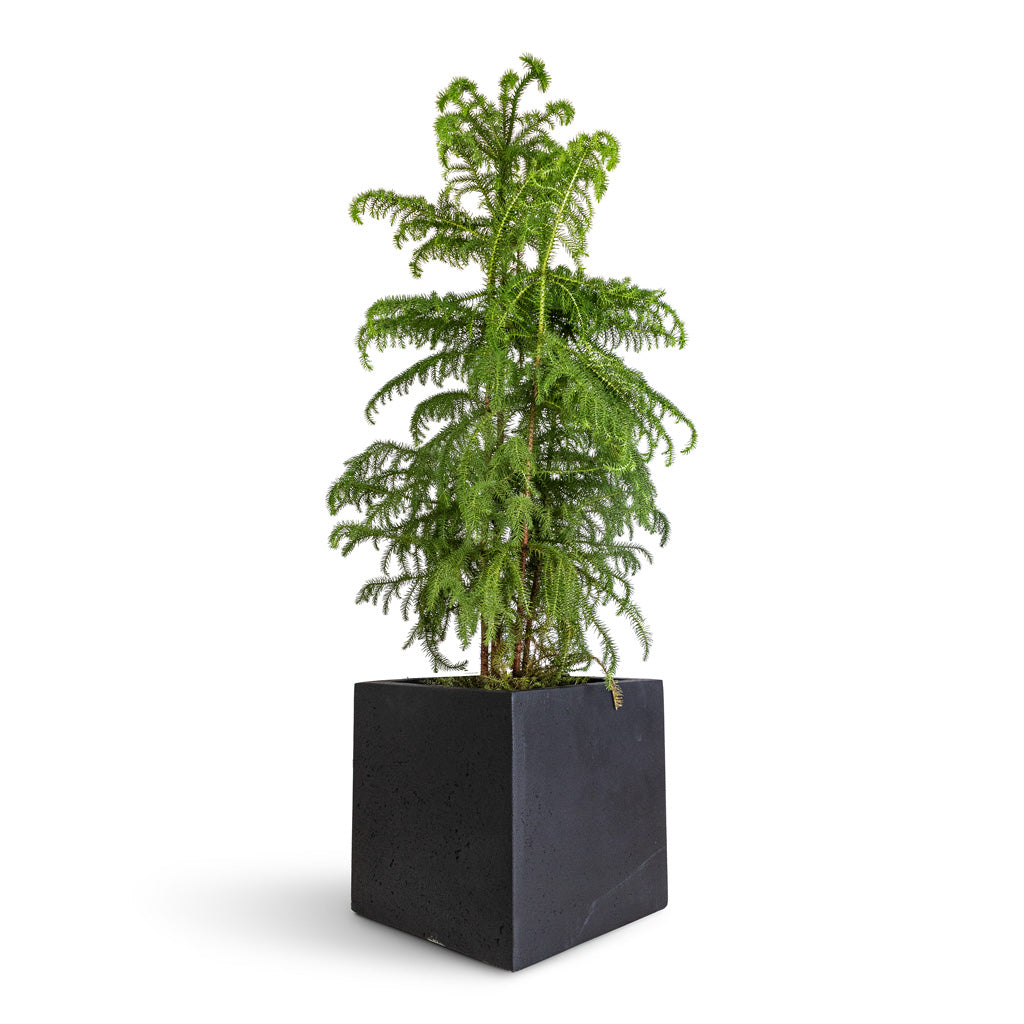 Grigio Cube Planter - Large Plant Display