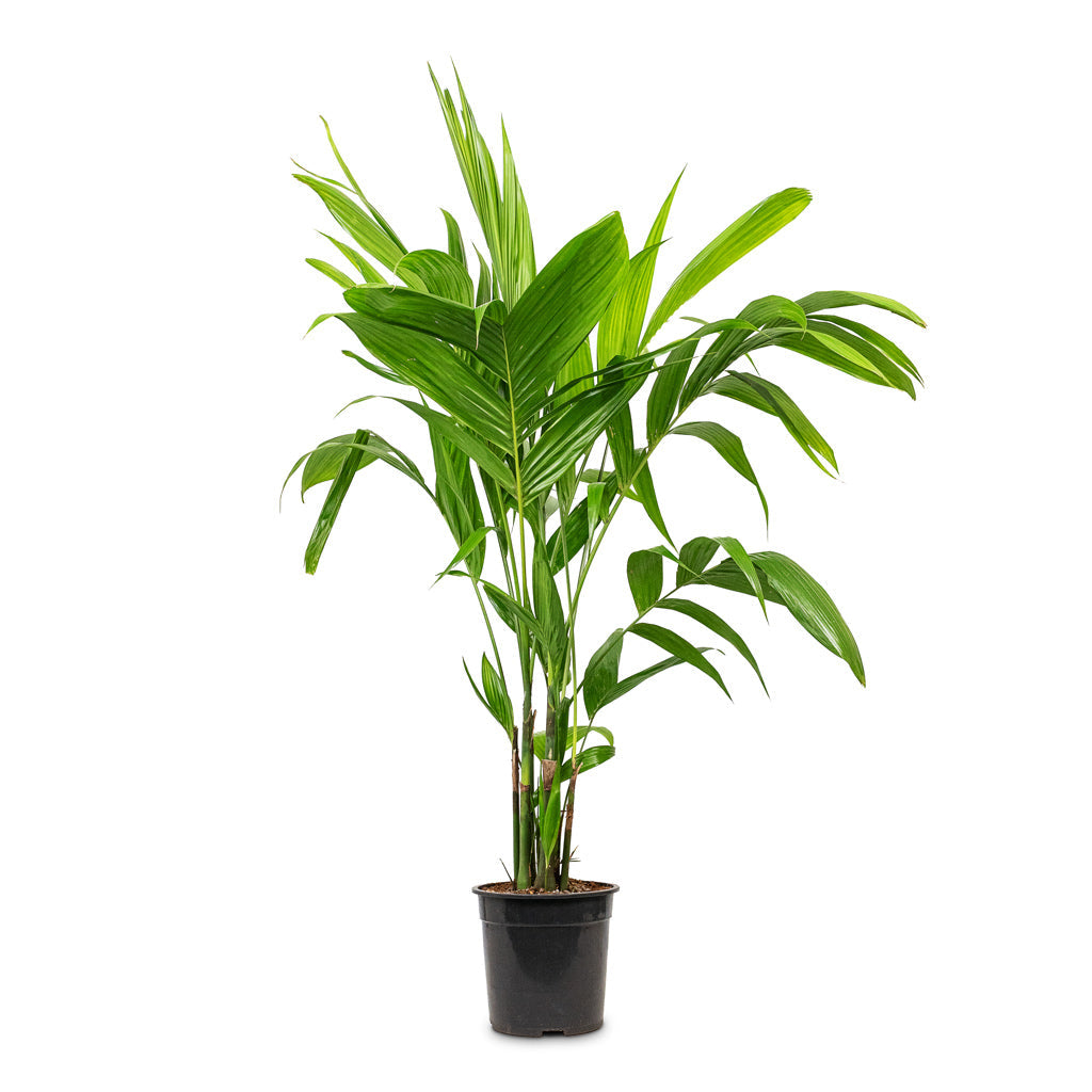 Areca triandra - Wild Areca Palm