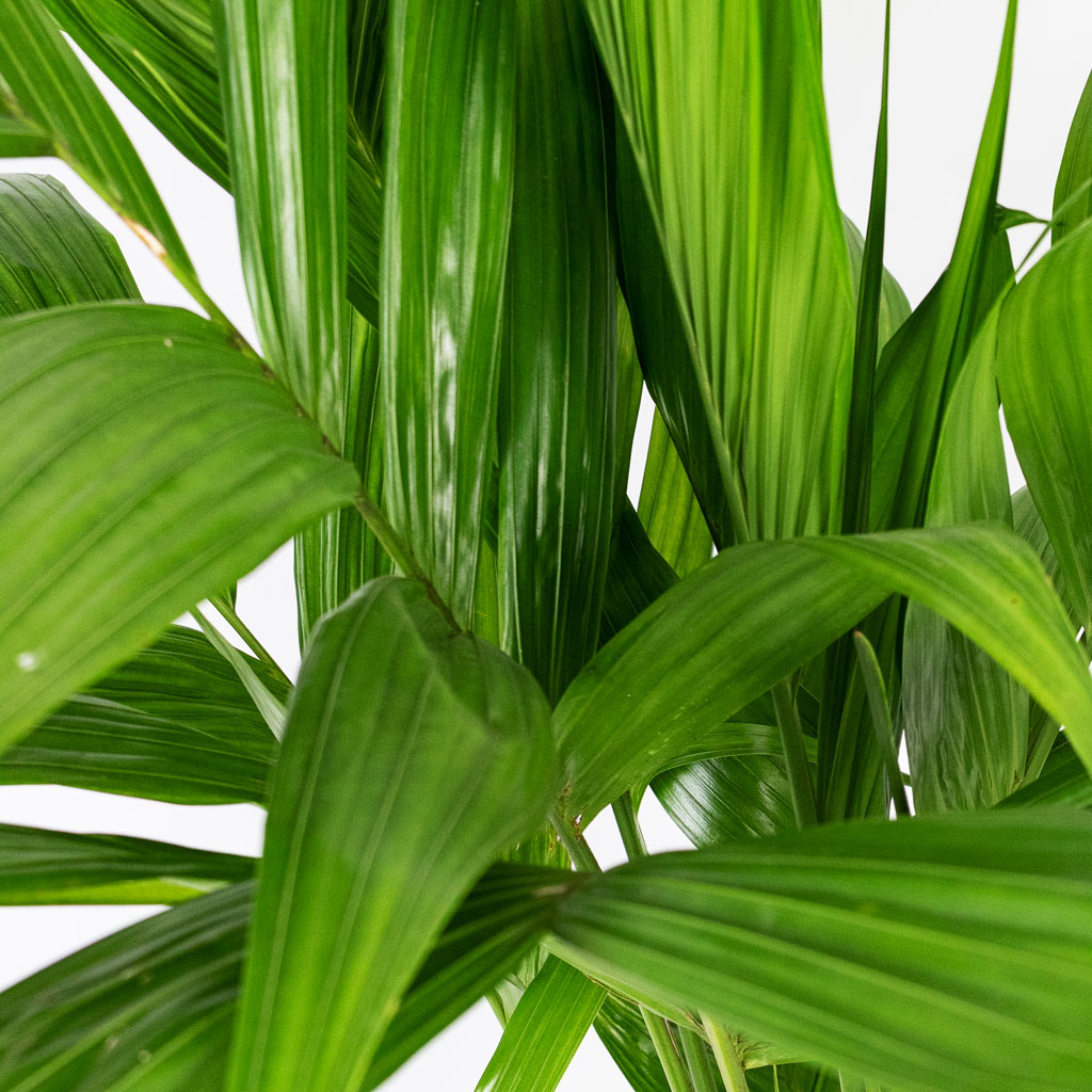 Areca triandra - Wild Areca Palm