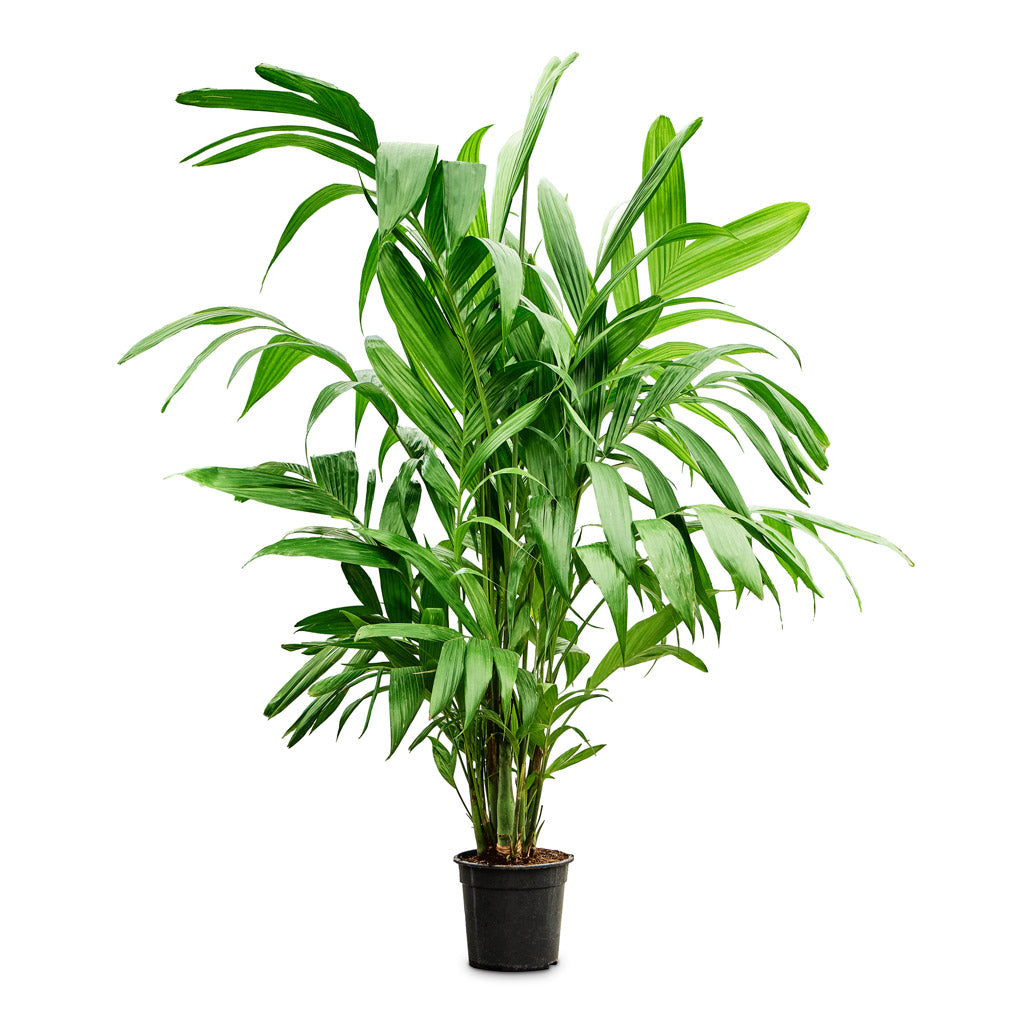 Areca triandra - Wild Areca Palm