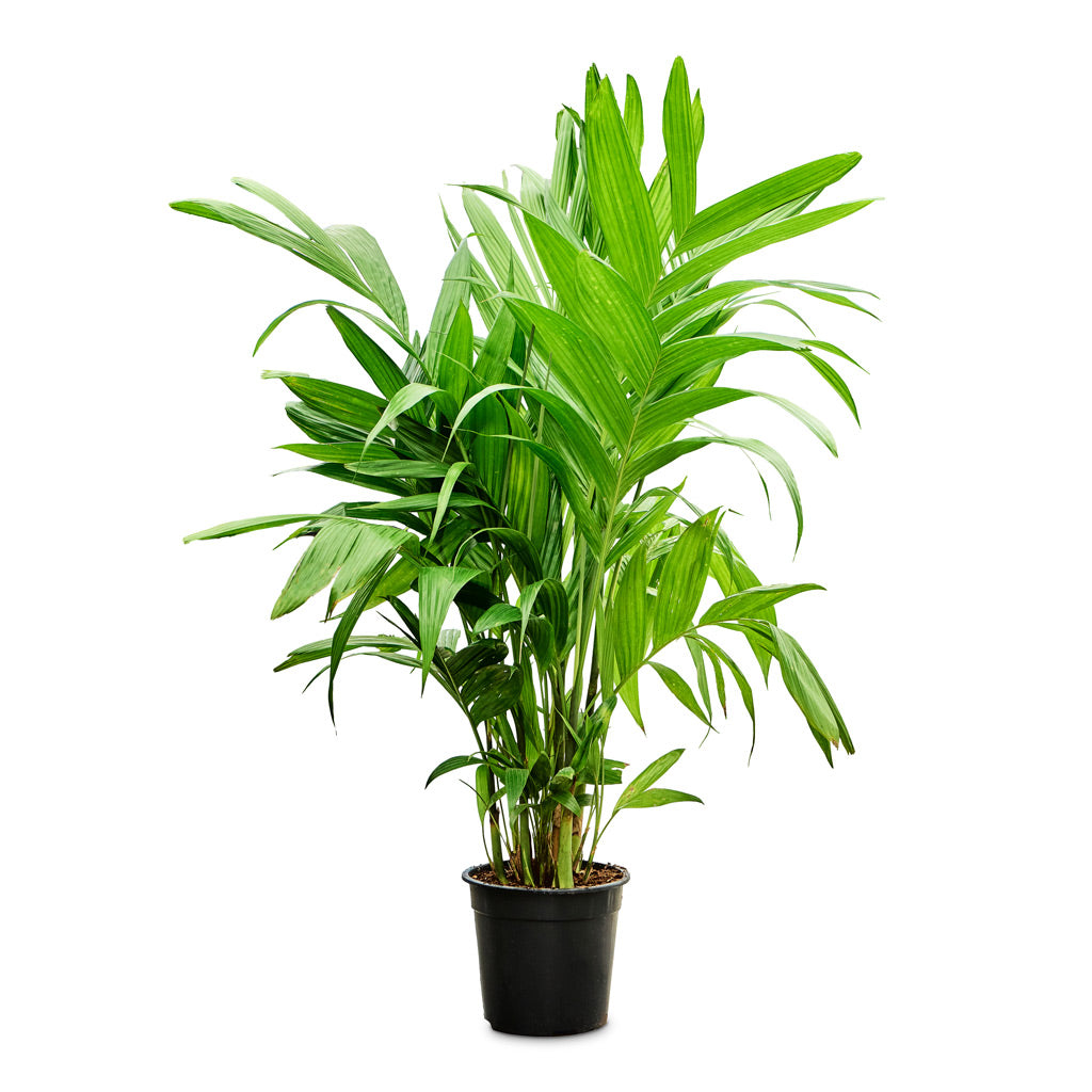 Areca triandra - Wild Areca Palm