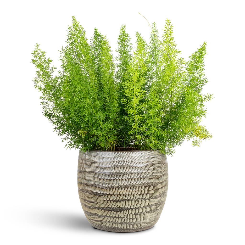 Manuel Plant Pot - Shiny Thyme