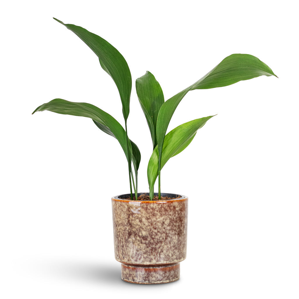 Porchini Glaze Plant Pot - Chestnut