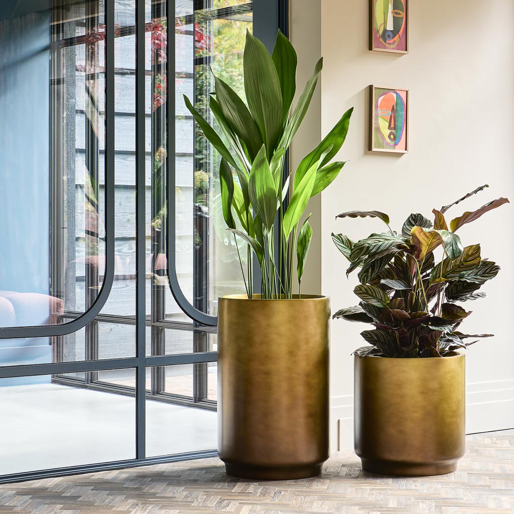 Gradient Cylinder Planter - Medium Plant Display