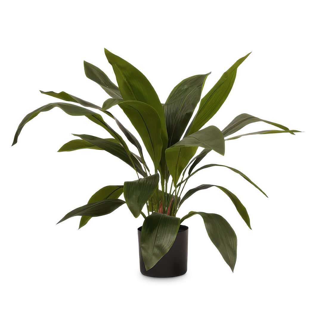 Aspidistra - Cast Iron - Potted - Artificial