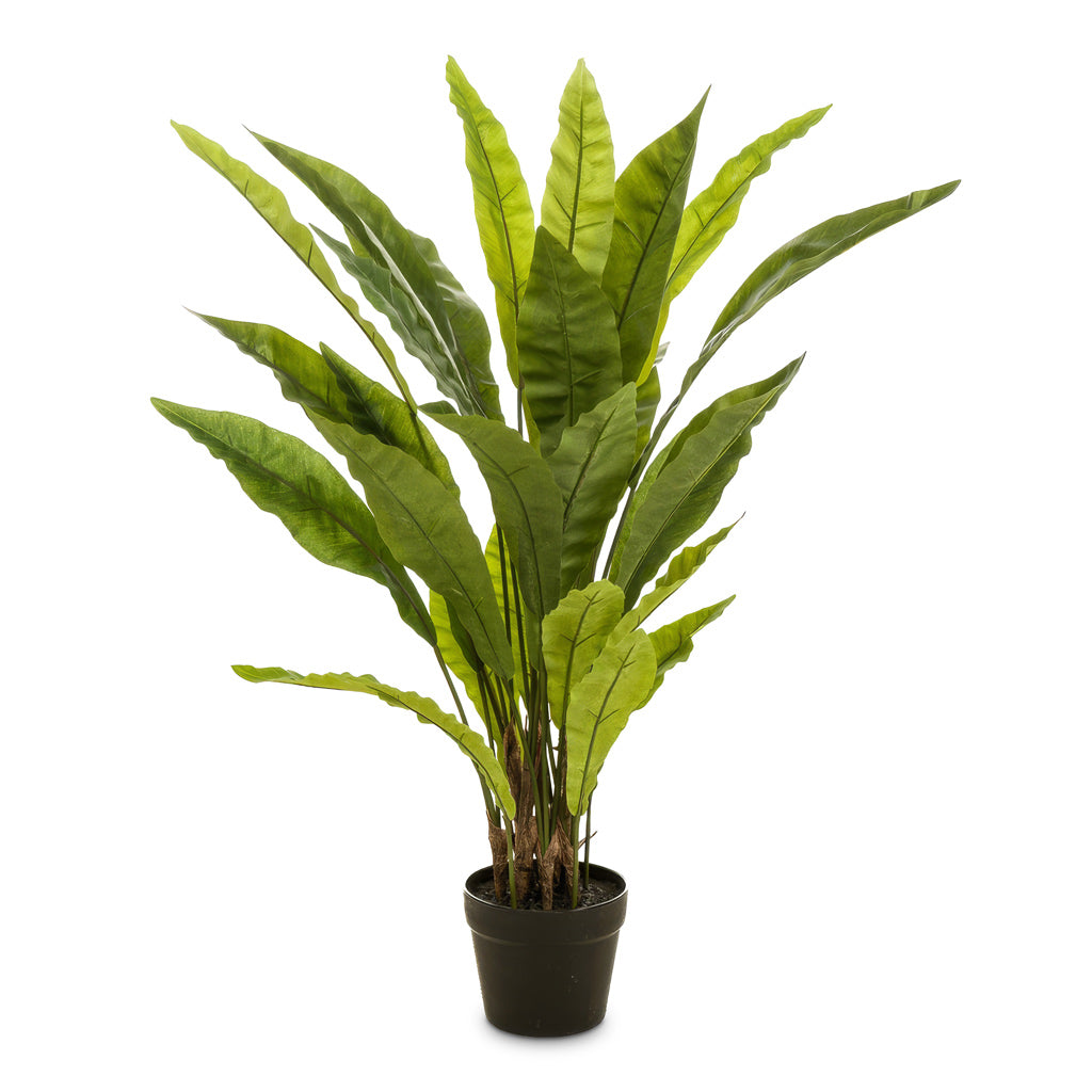 Asplenium Fern - Potted - Artificial