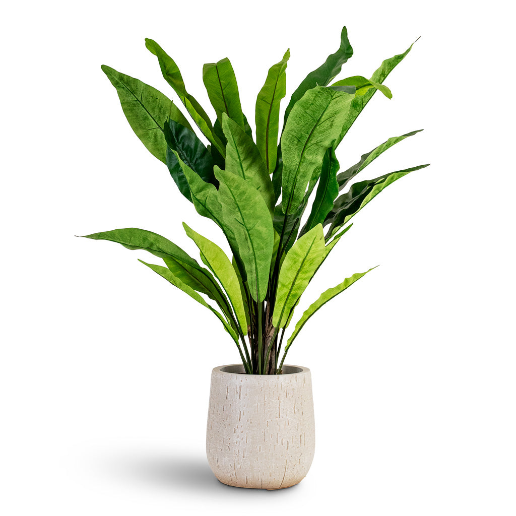 Asplenium Fern - Potted - Artificial