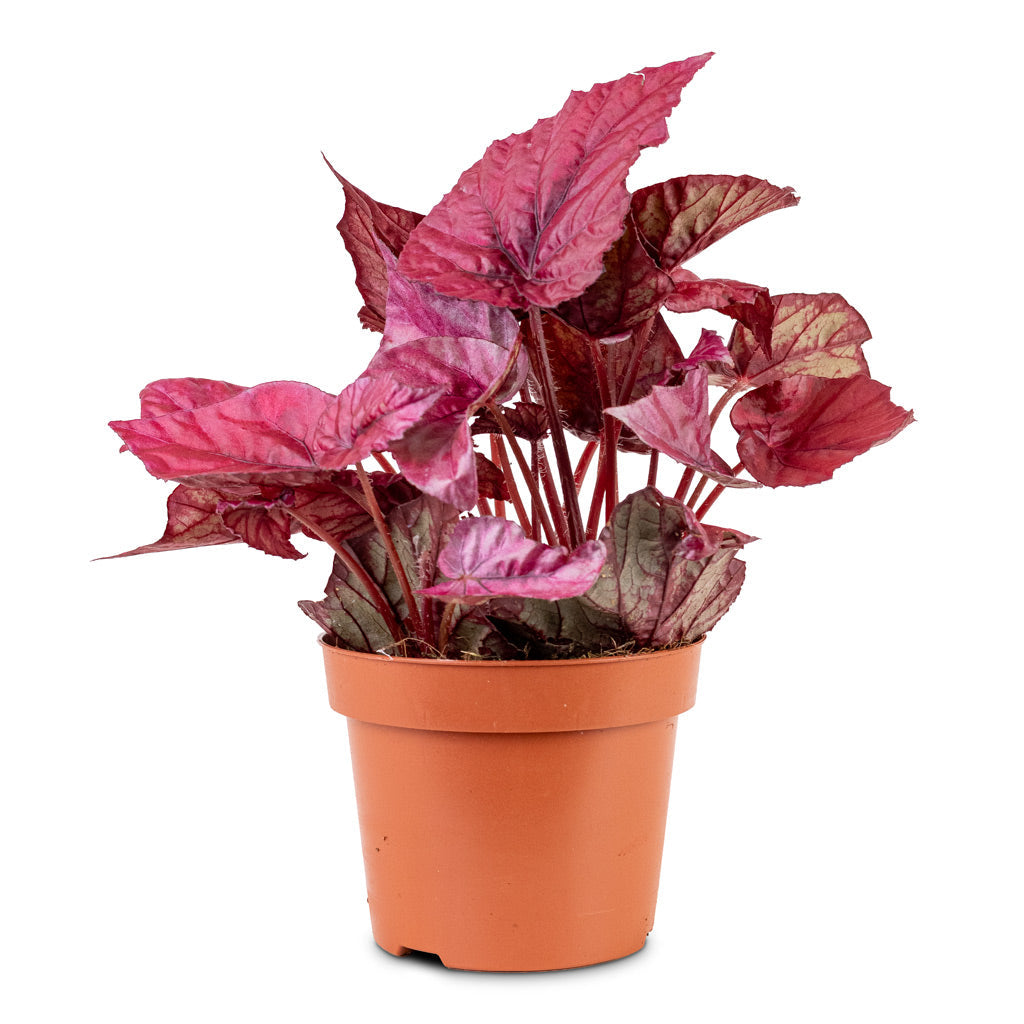 Begonia BD Rex - Inca Flame