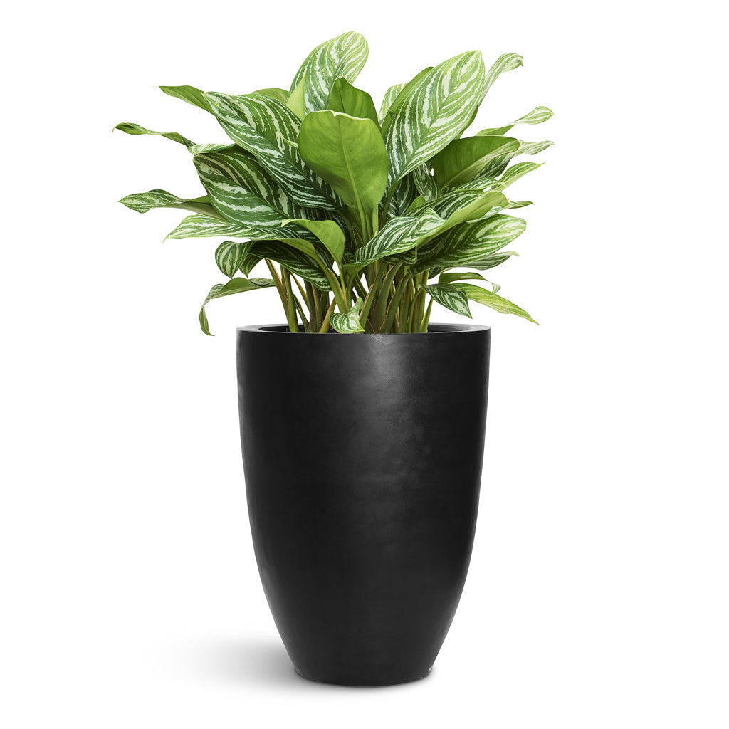 Ben Natural Planter - Large Plant Display