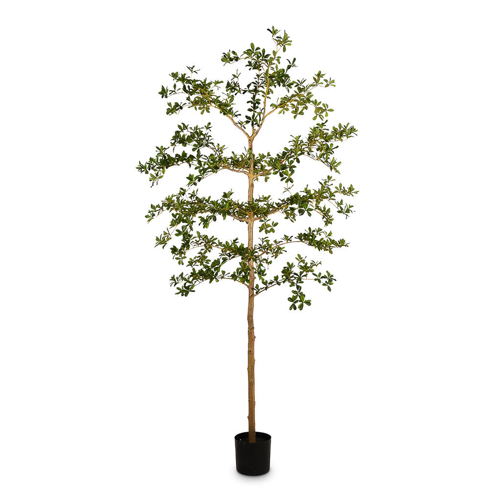 Bucida Tree Deluxe - Potted - Artificial
