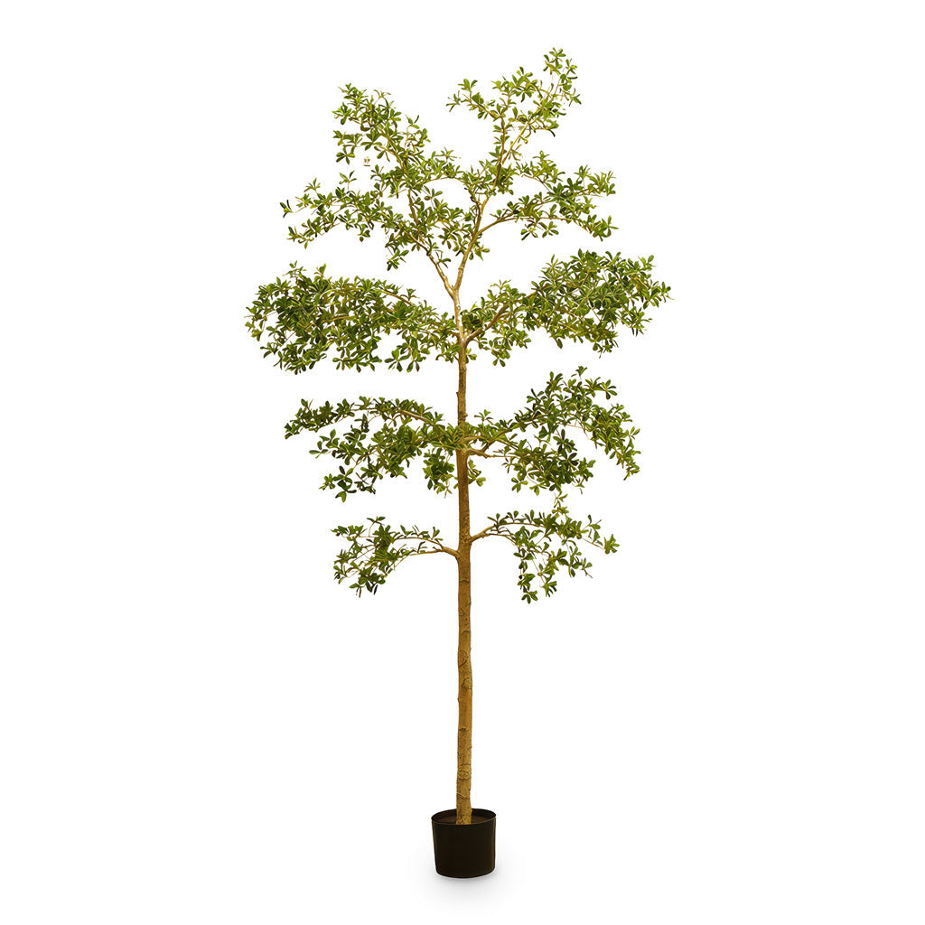 Bucida Tree Deluxe - Potted - Artificial