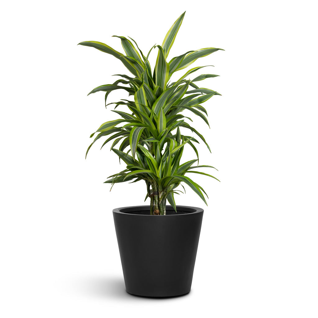 Bucket Natural Planter - XL Plant Display