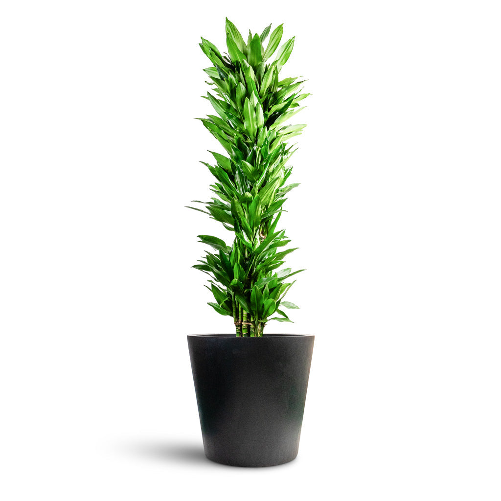 Bucket Natural Planter - XL Plant Display