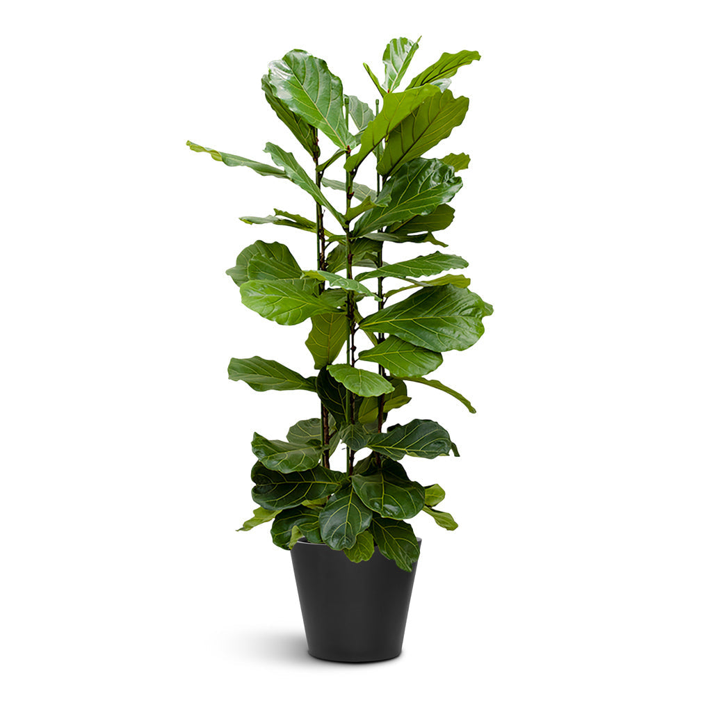Bucket Natural Planter - XL Plant Display