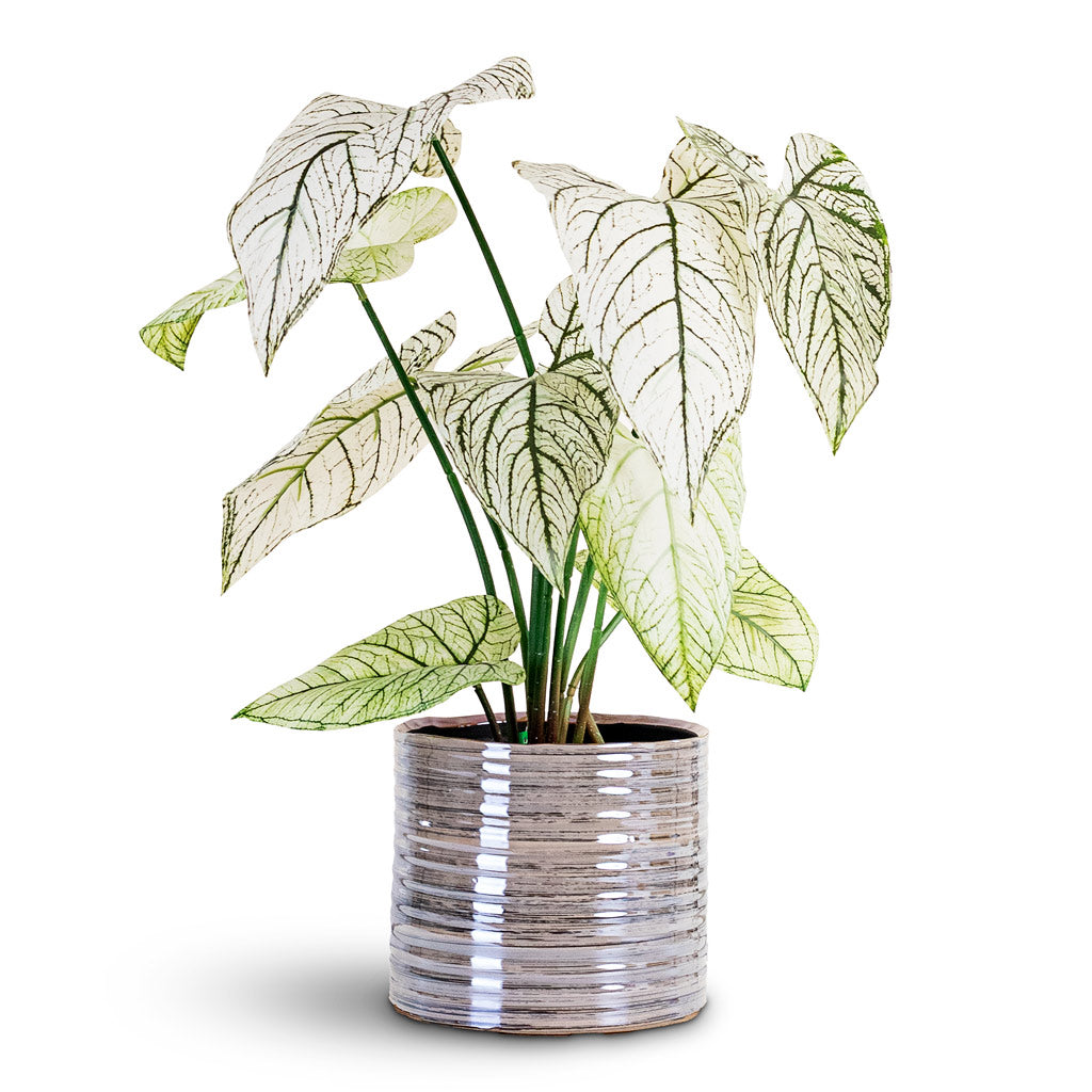 Caladium - Green White - Potted - Artificial