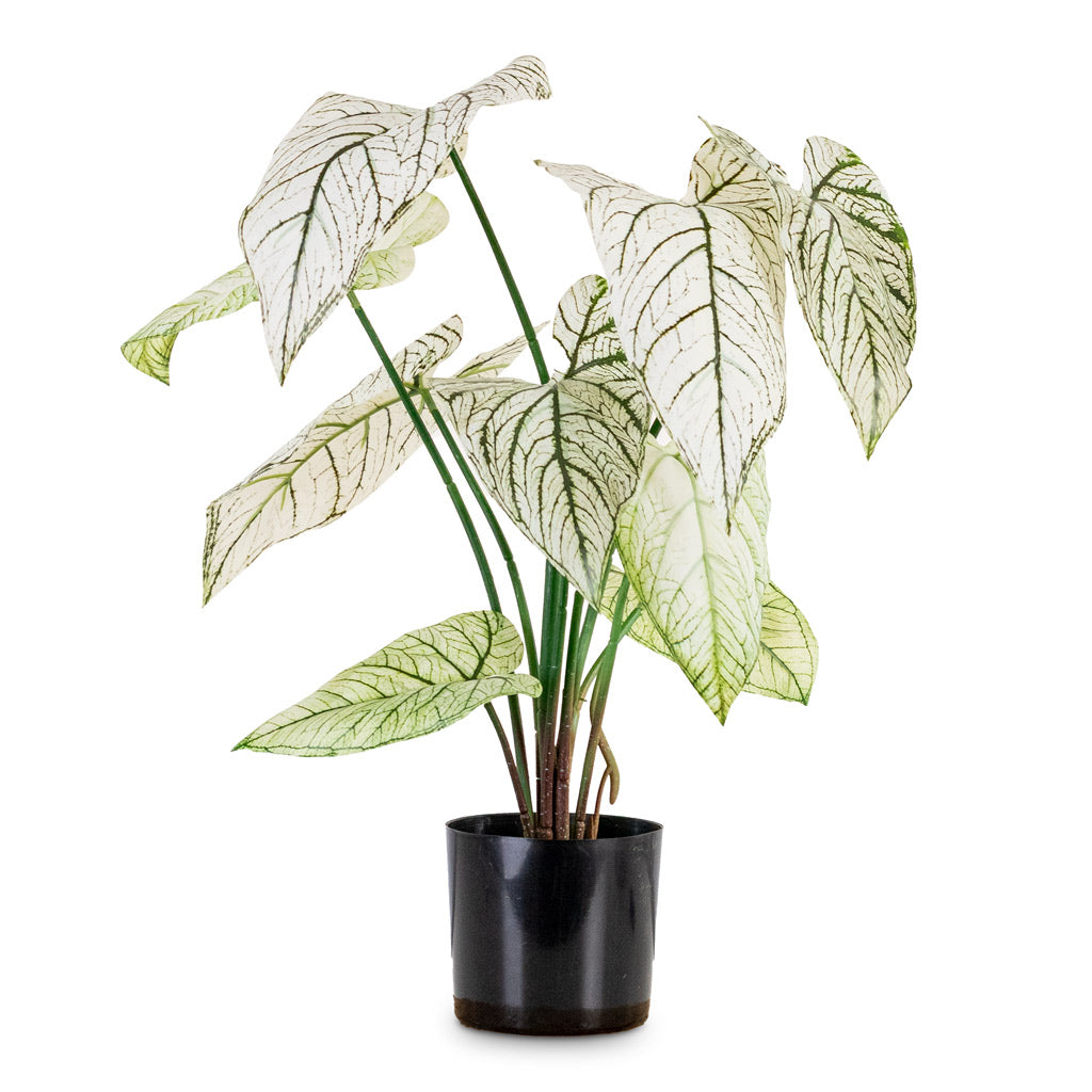 Caladium - Green White - Potted - Artificial