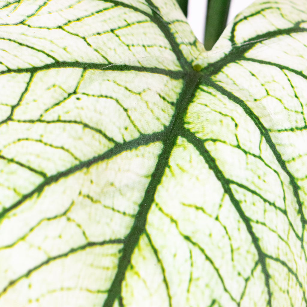 Caladium - Green White - Potted - Artificial