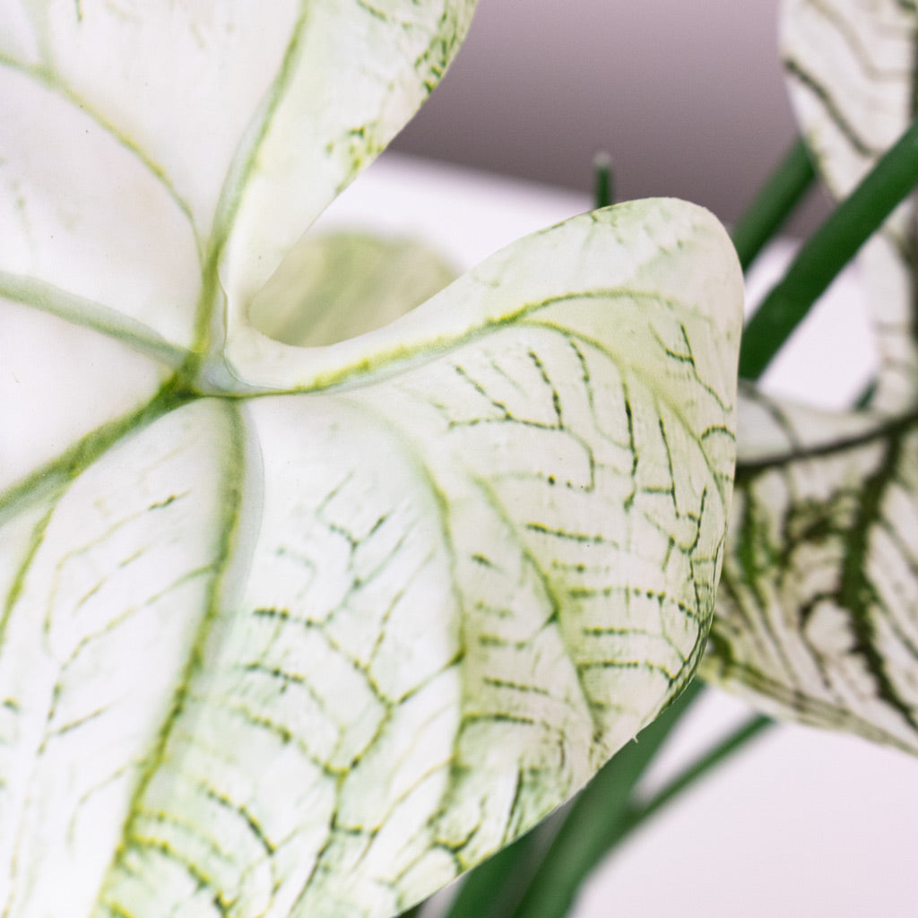 Caladium - Green White - Potted - Artificial