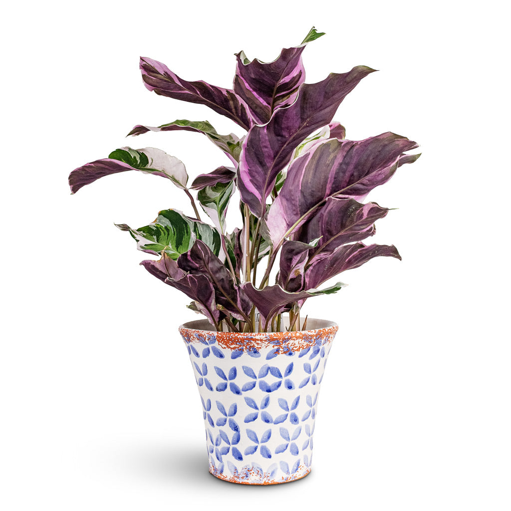 Porto Plant Pot - Blue Tile