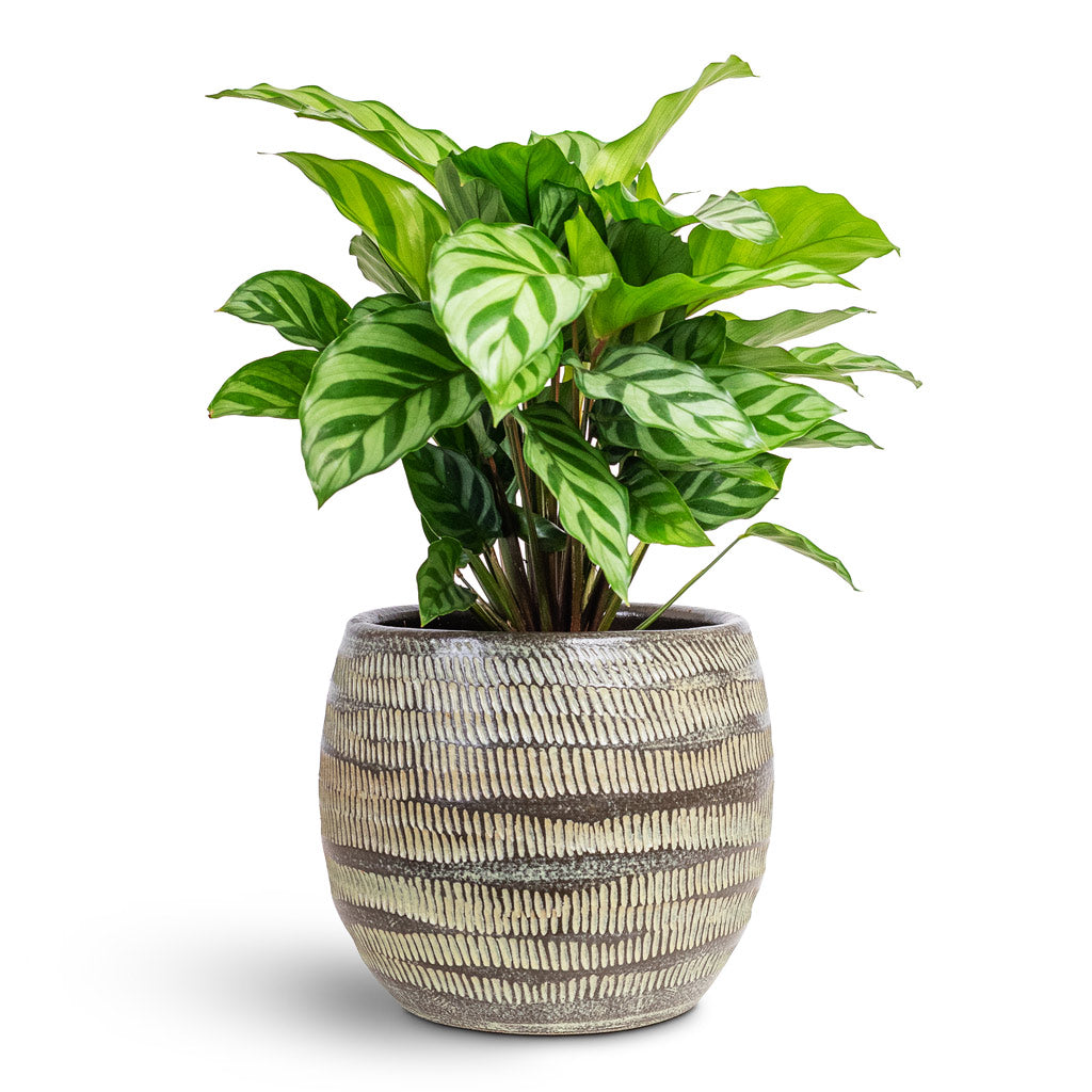 Calathea concinna Freddie - Prayer Plant
