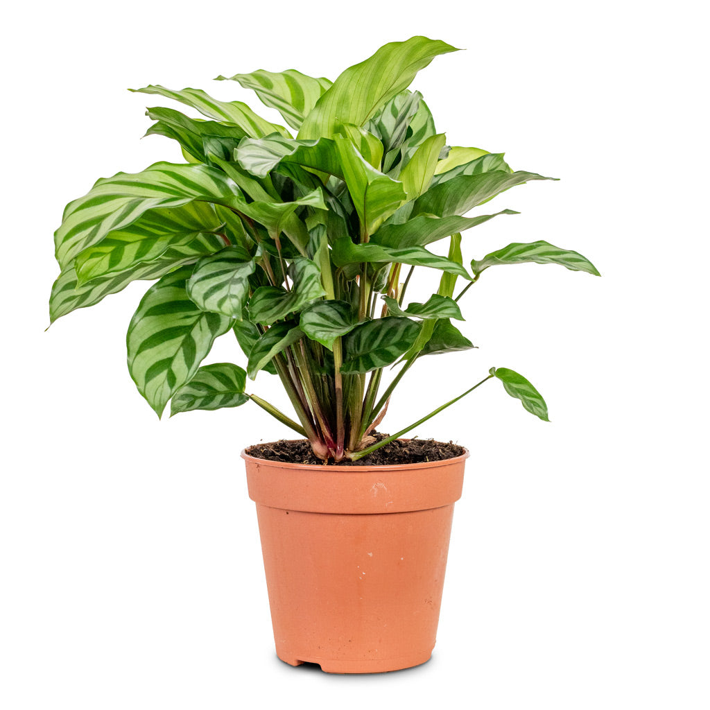 Calathea concinna Freddie - Prayer Plant