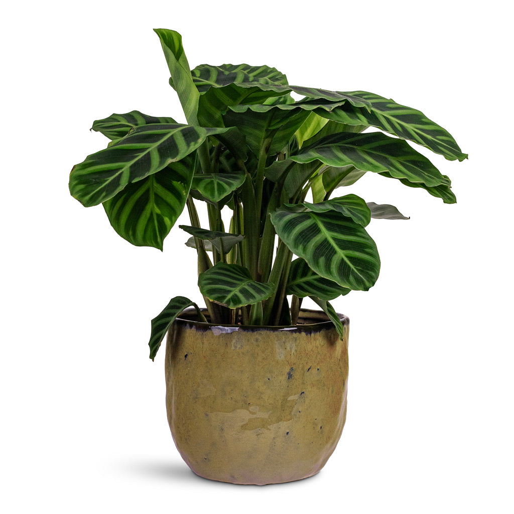 Brian Plant Pot - Marrakesh