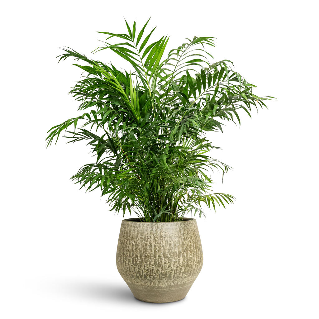 Rafael Plant Pot - Olive