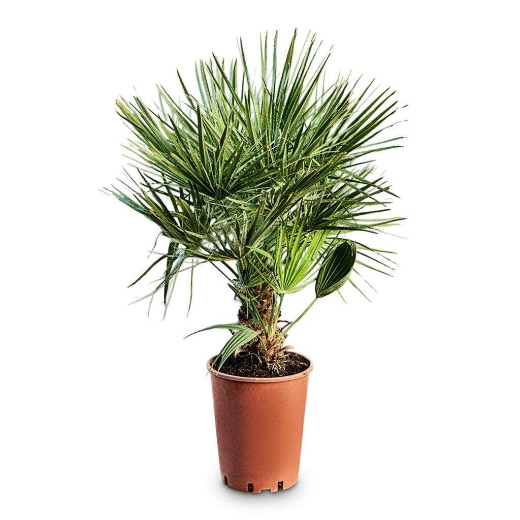 Chamaerops humilis Compacta - Mediterranean Fan Palm