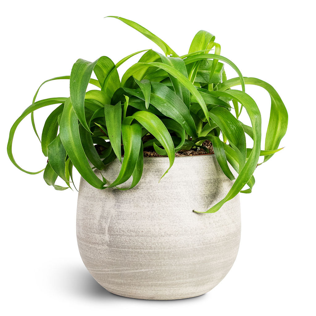 Esra Plant Pot - Concrete