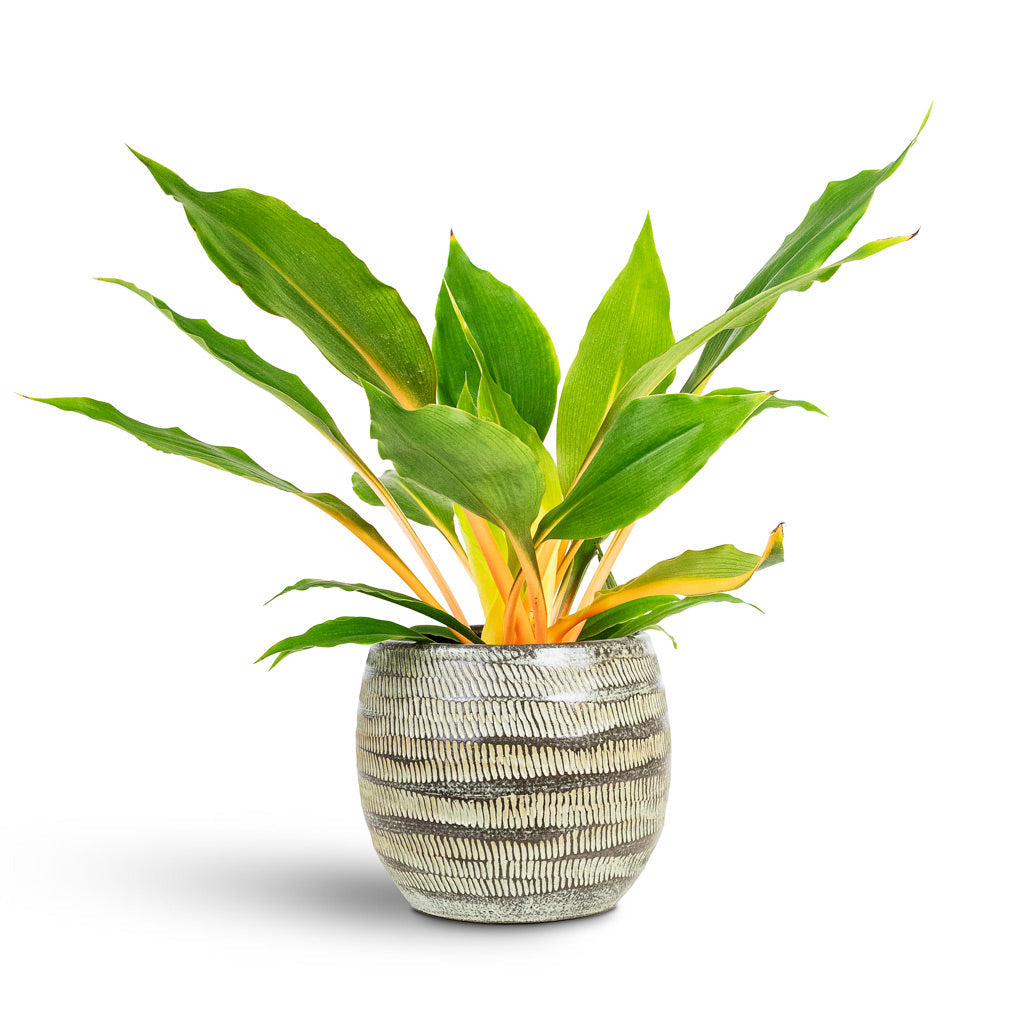 Manuel Plant Pot - Shiny Thyme