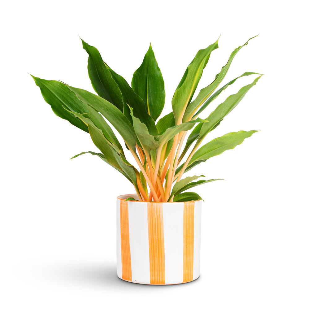 Paros Painted Plant Pot - Orange Stripe