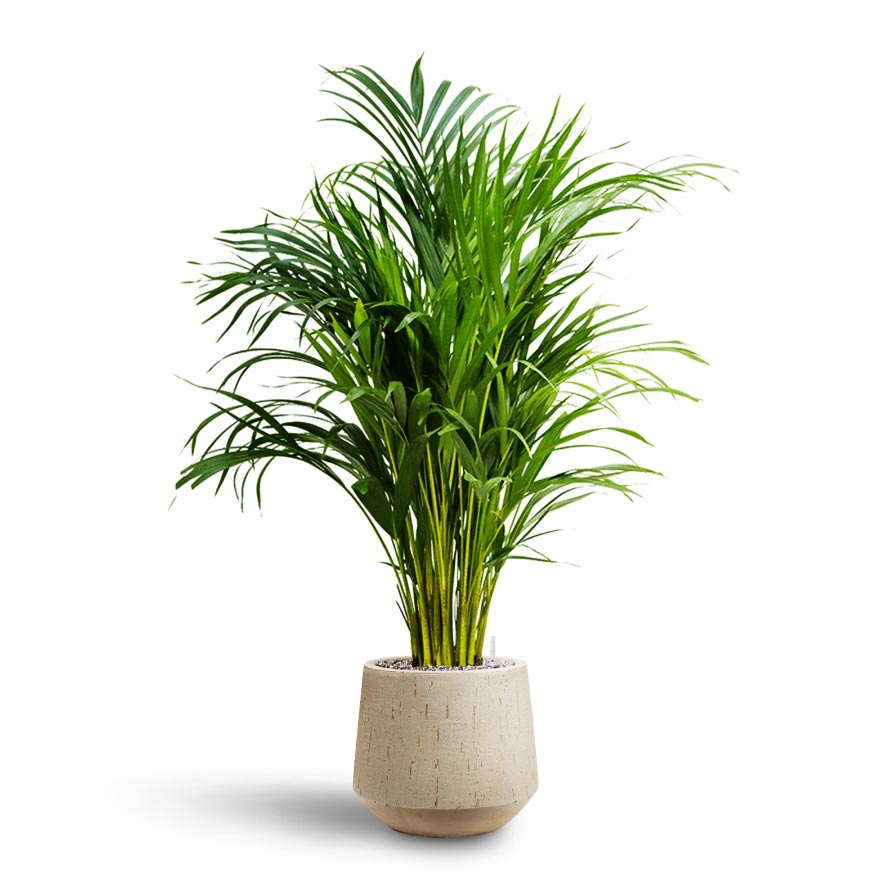 Raindrop Egg Planter - Large Plant Display