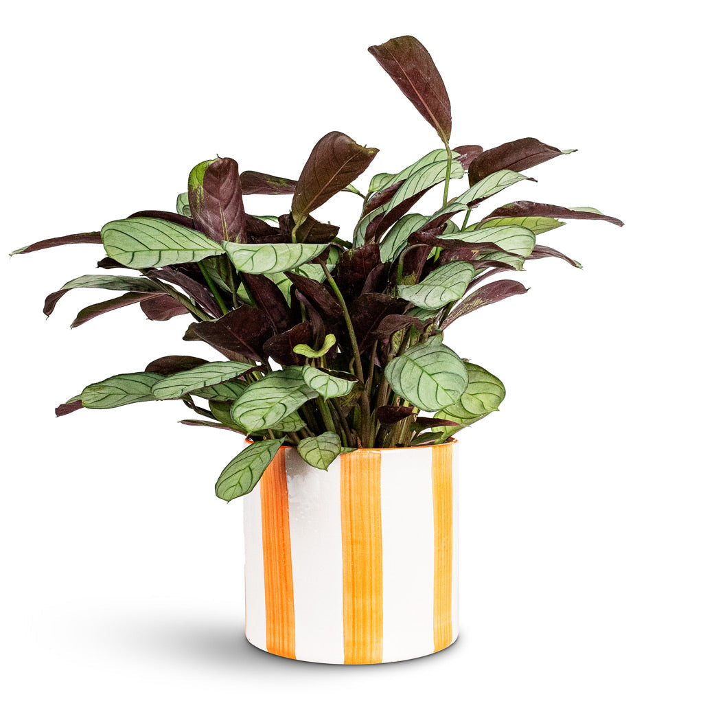 Paros Painted Plant Pot - Orange Stripe
